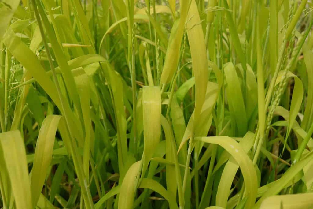 Milium effusum 'Aureum' ---